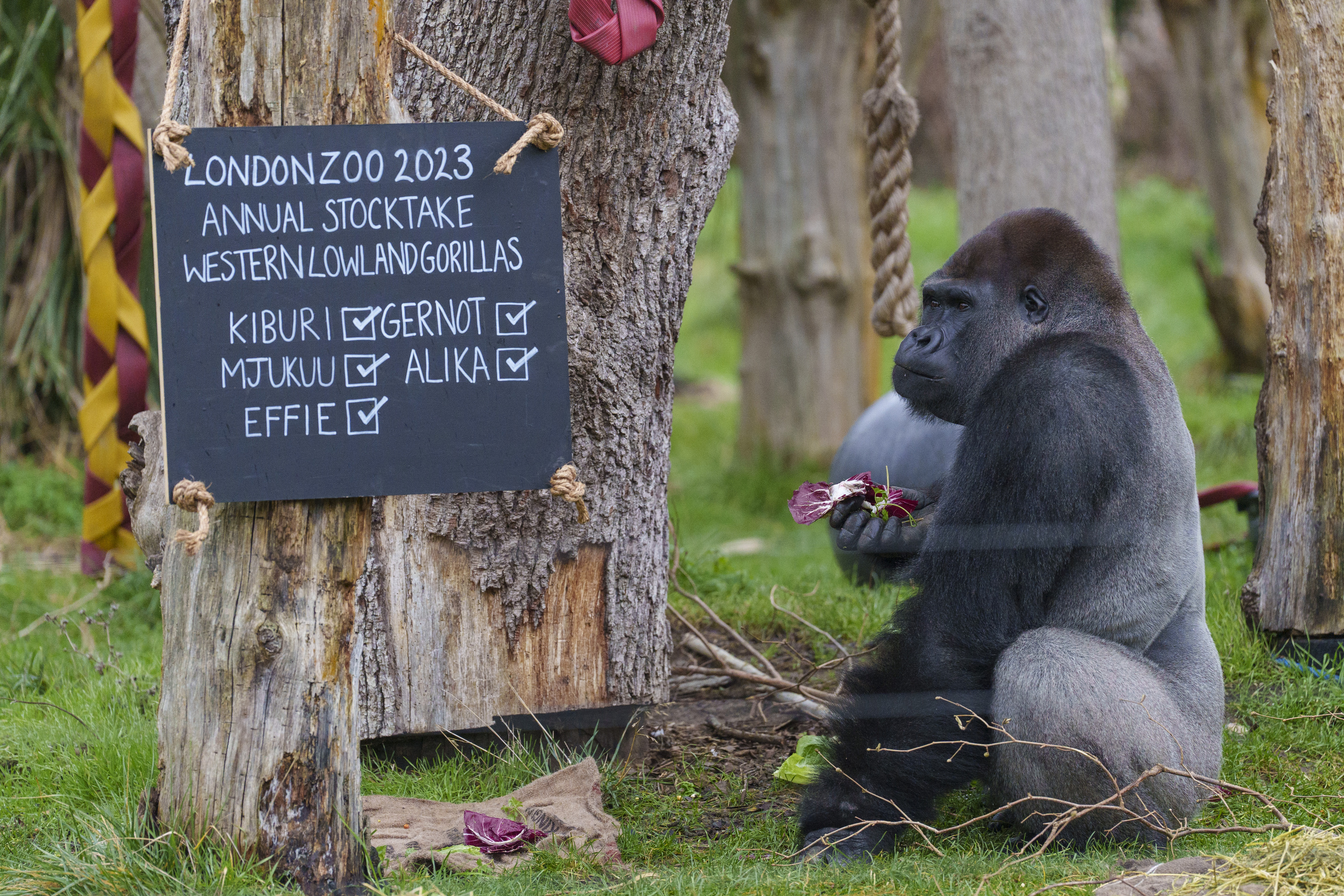 Male Western Lowland Gorilla Kabuki