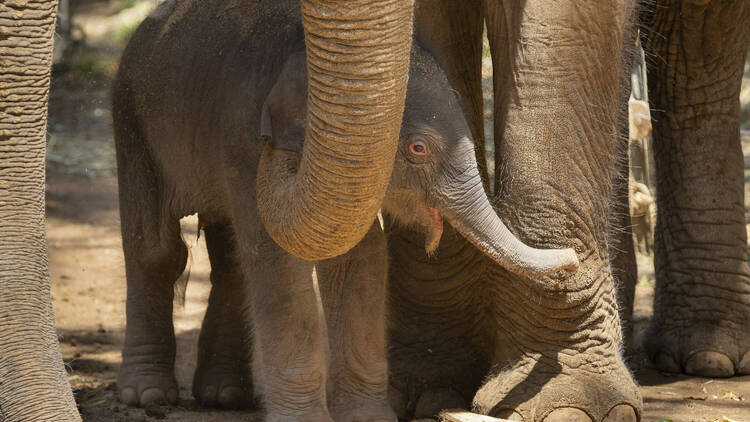 A baby elephant calf resting beneath its mother.
