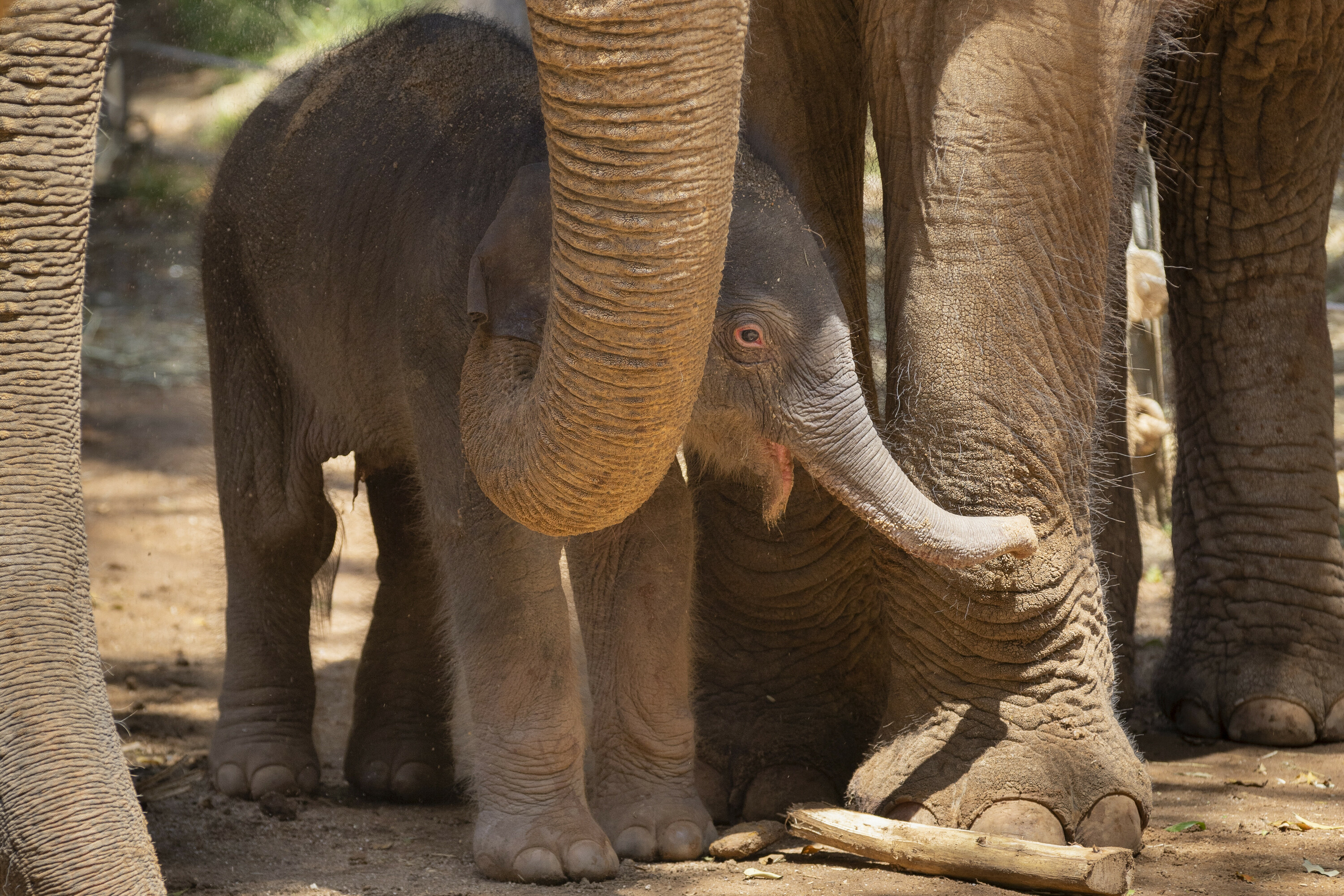 A third adorable baby elephant calf was just born at Melbourne Zoo