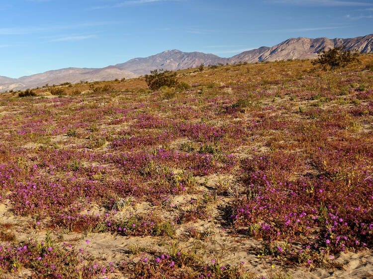 Where to see Southern California wildflowers Where to see Southern California wildflowers