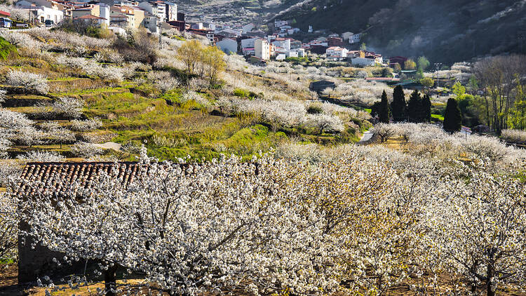 Breathe clean air in the Valle del Jerte