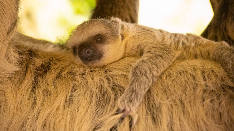 Baby Nova lying on her mother's stomach