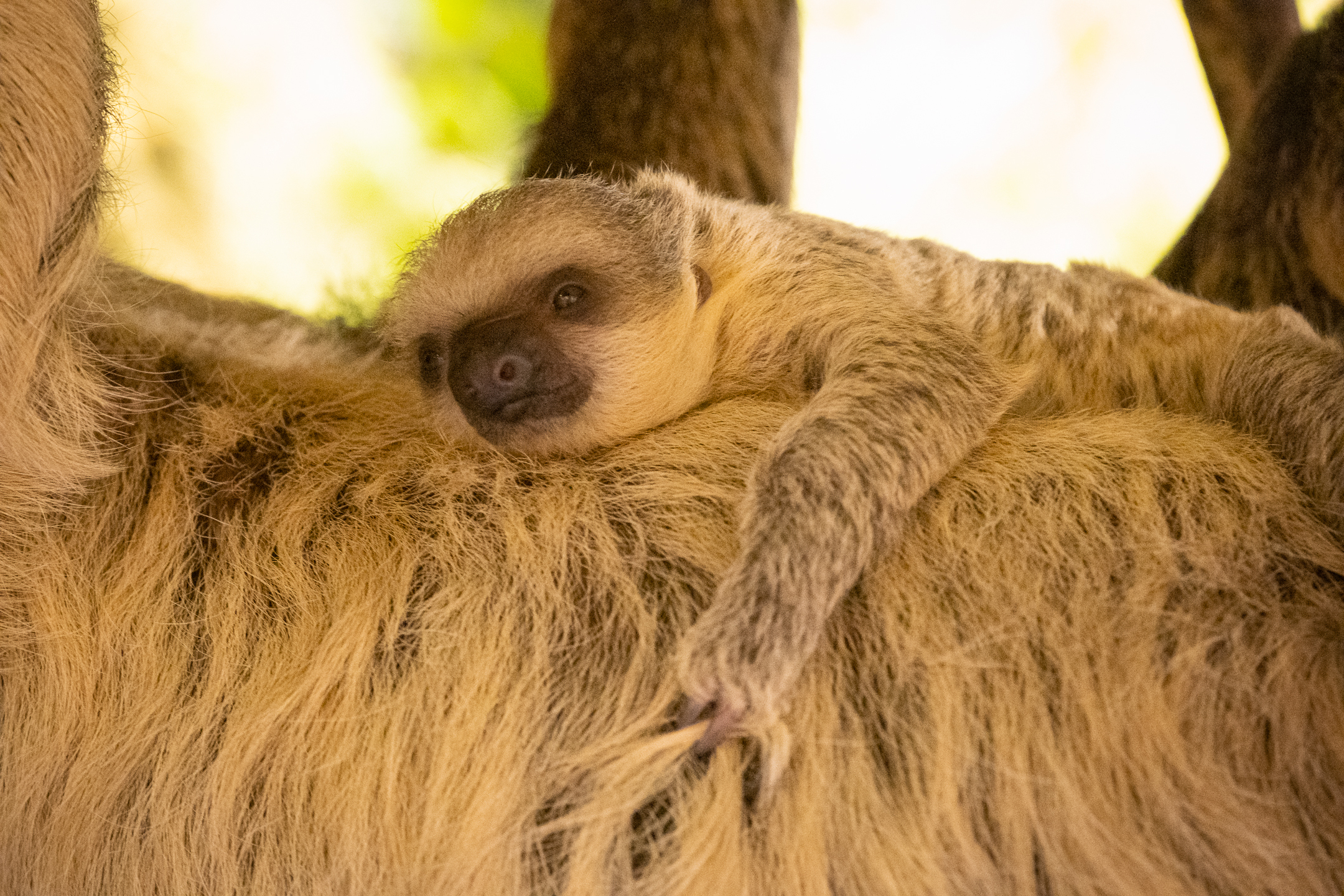 2023’s first newborn at London Zoo is a healthy two-toed sloth