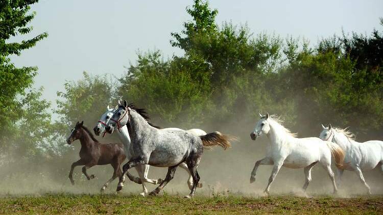 Lipizzaner stud farm, Đakovo