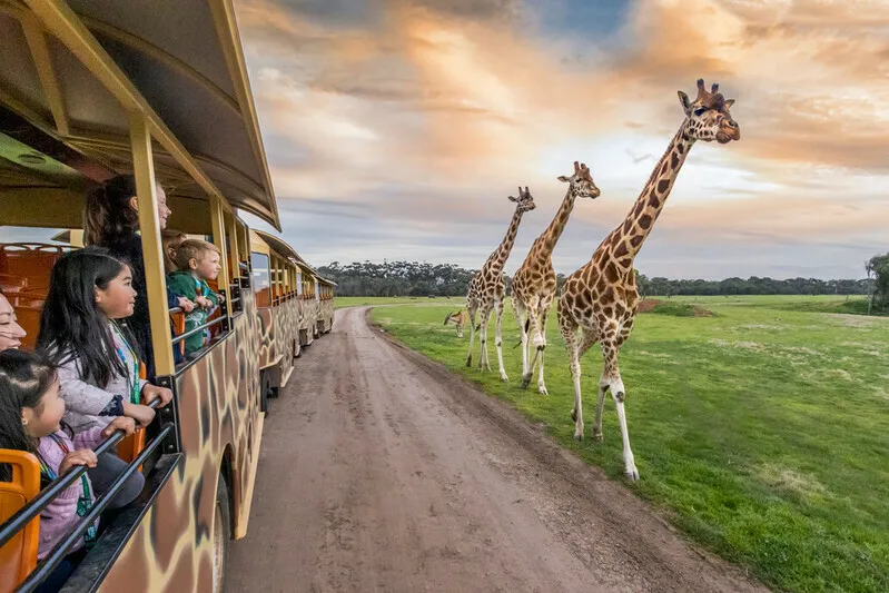 A group of families on a safari bus during a sunset safari at a zoo.