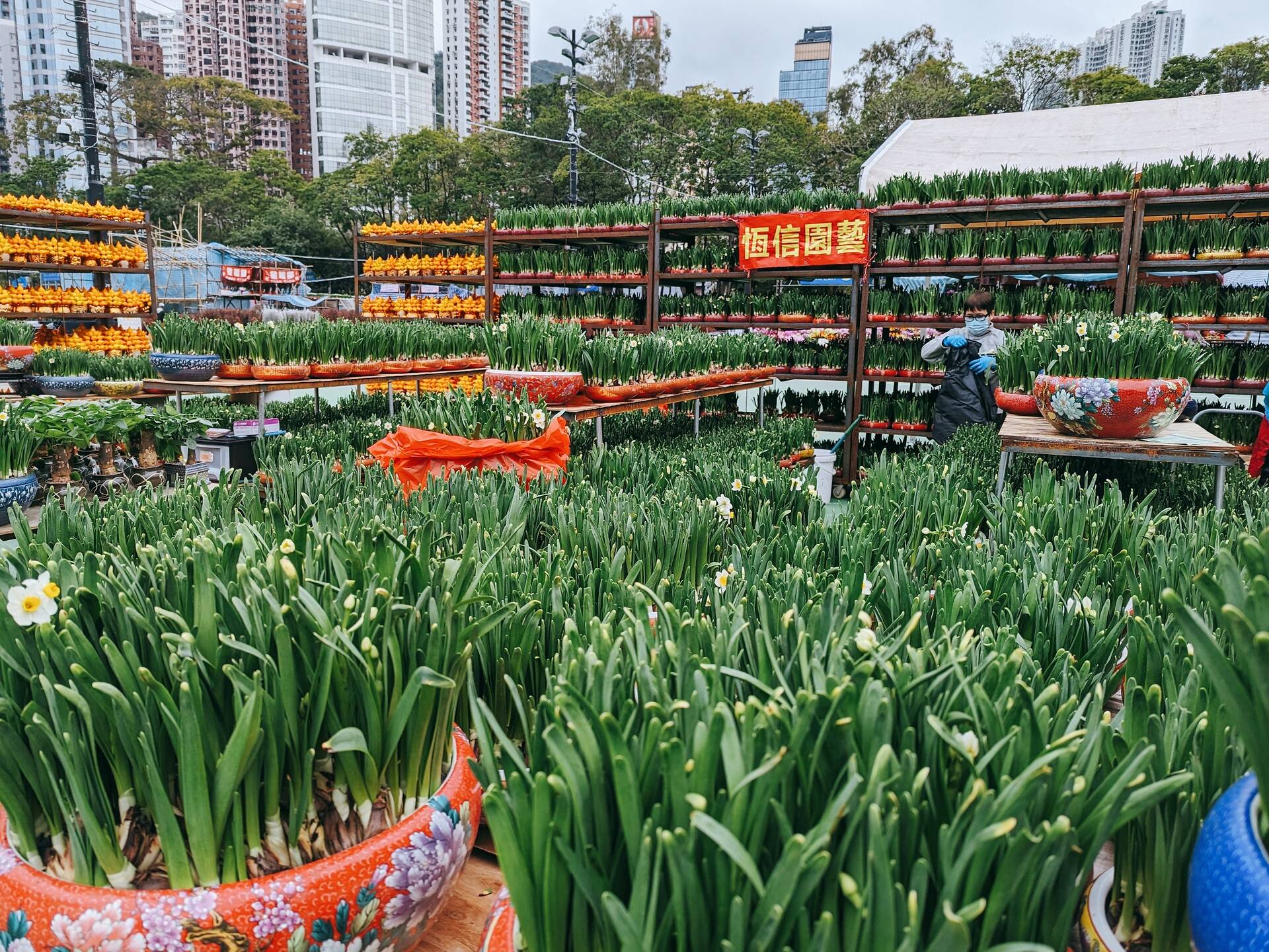 香港年宵花市2025|新年市集/維園花市/全港年宵花市開放時間/地點/交通