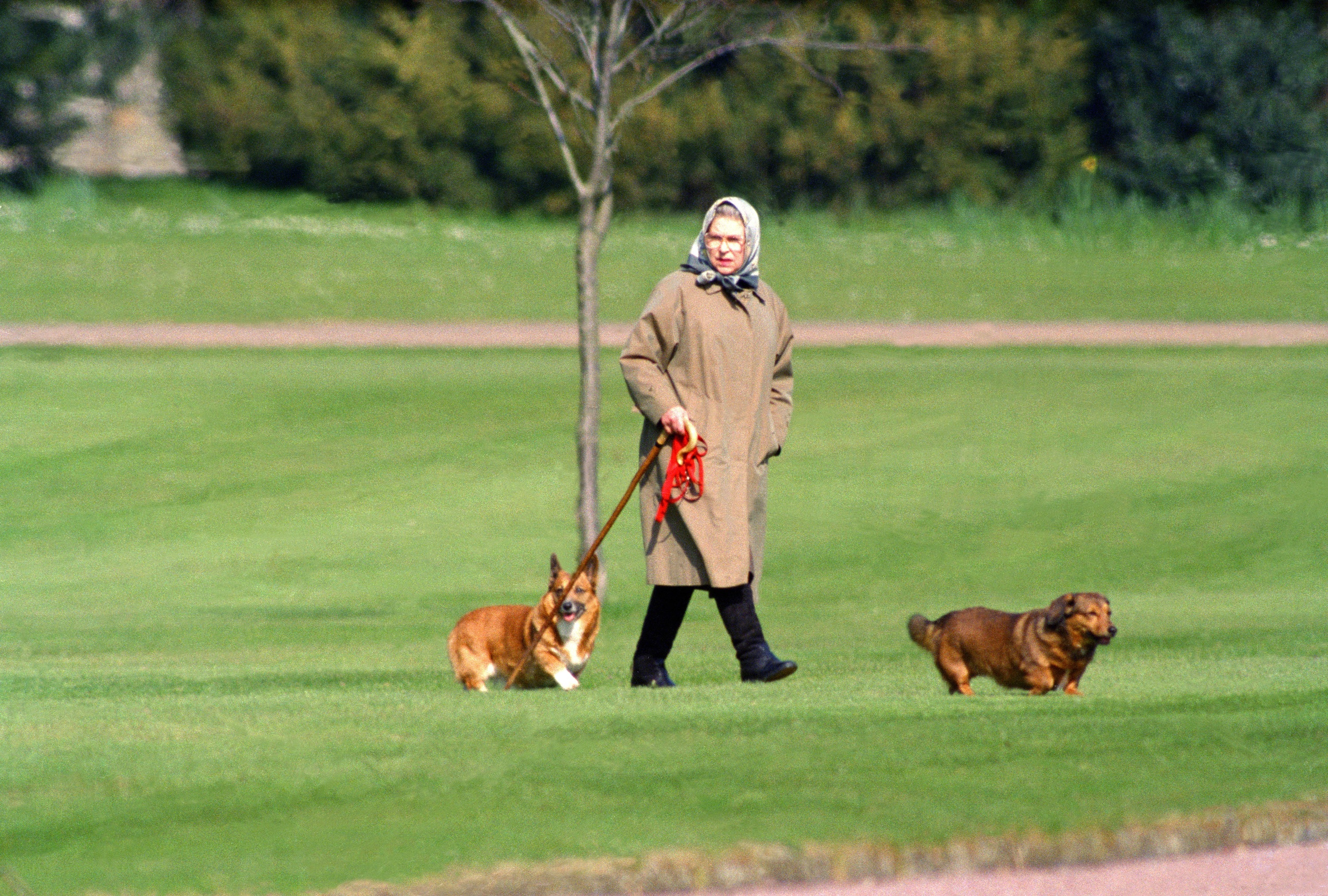 There’s a new exhibition of photos of the Queen and her corgis