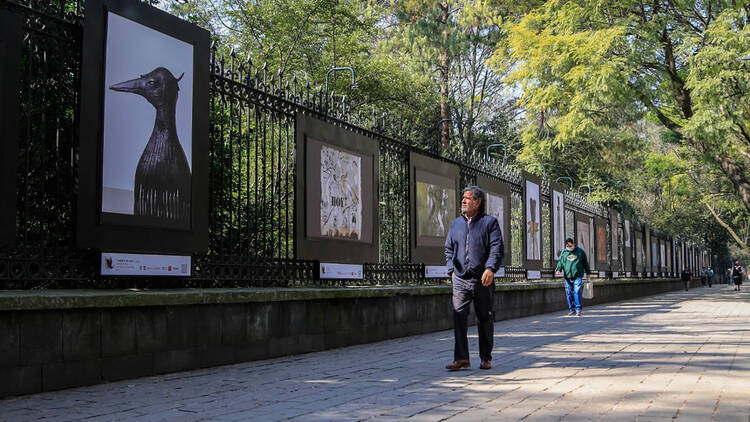 Persona pasando por enfrente de exposición Animalística en Galería Acuario de las Rejas de Chapultepec