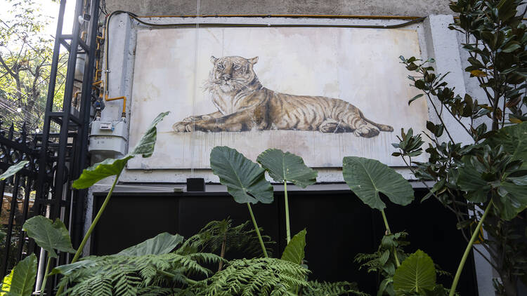 Tigre Silencioso. cantina de Hussong en la Roma