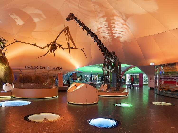 DinoKermés en el Museo de Historia Natural