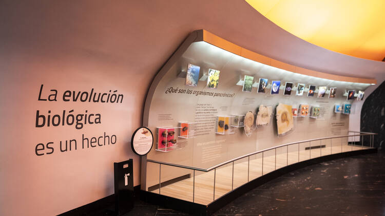 Museo de Historia Natural (Foto: Alejandra Carbajal)