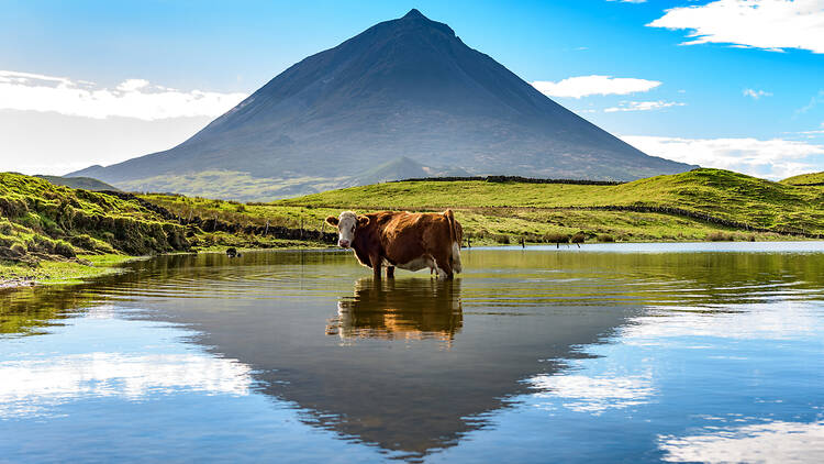 Mount Pico and a cow