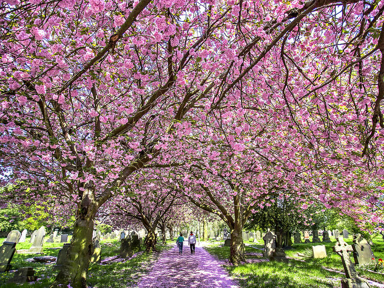A dazzling ‘ring of blossom’ is set to transform England’s second city