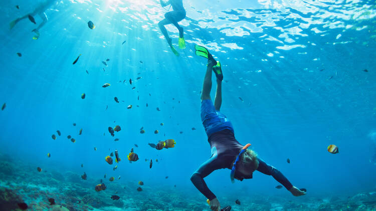 Whale Shark Snorkeling