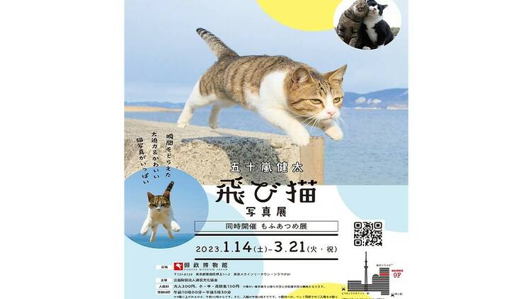 五十嵐 健太 飛び猫写真展