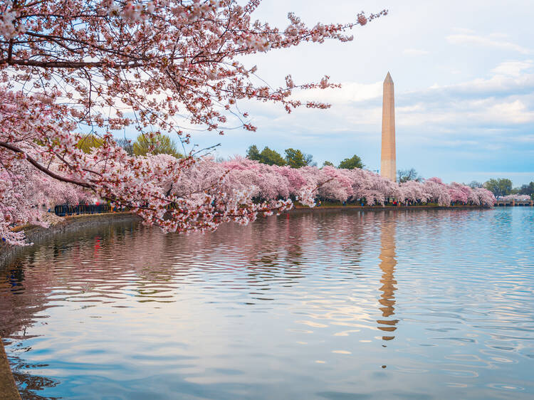 National Cherry Blossom Festival