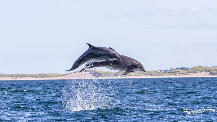 Dolphin jumping out of water 