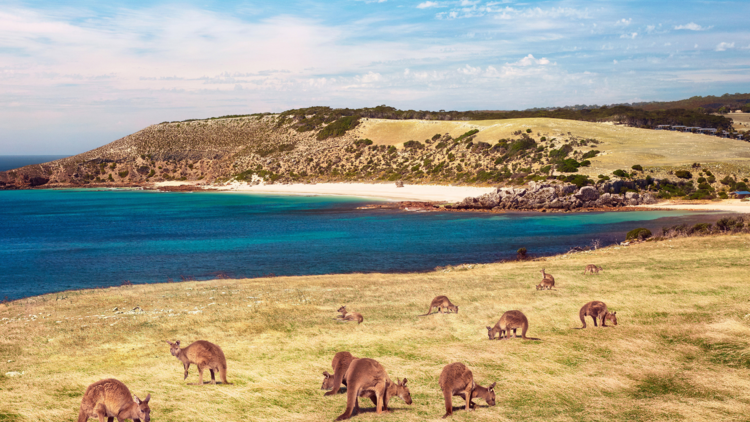 Kangaroos on the beach at Stokes Bay at Kangaroo Island