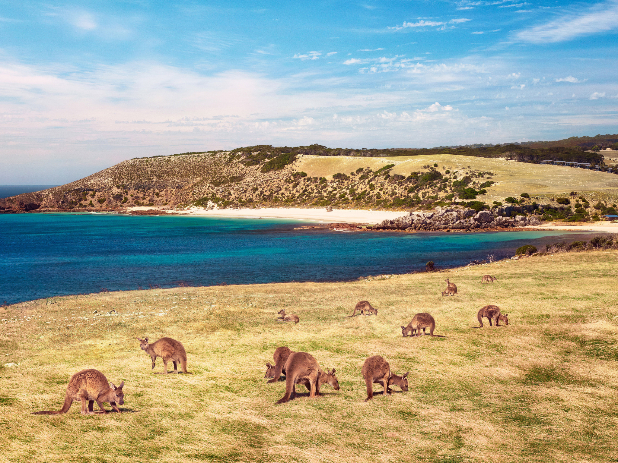 Kangaroos on the beach at Stokes Bay at Kangaroo Island