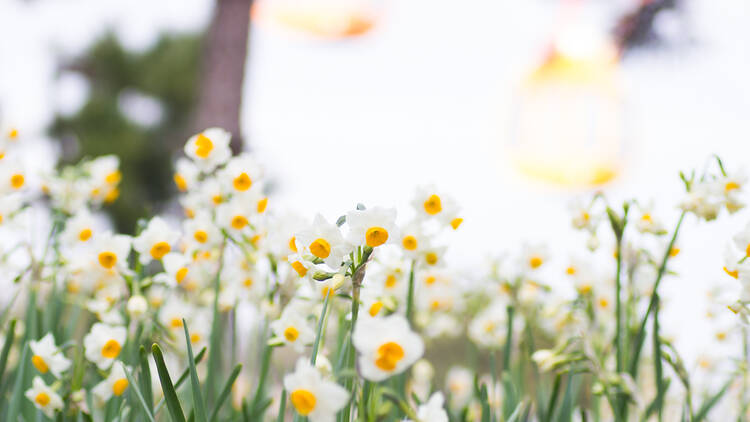 Kasai Rinkai Park Flower and Light Movement 