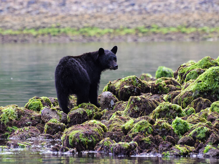 Walk with bears at an Indigenous-run wilderness resort