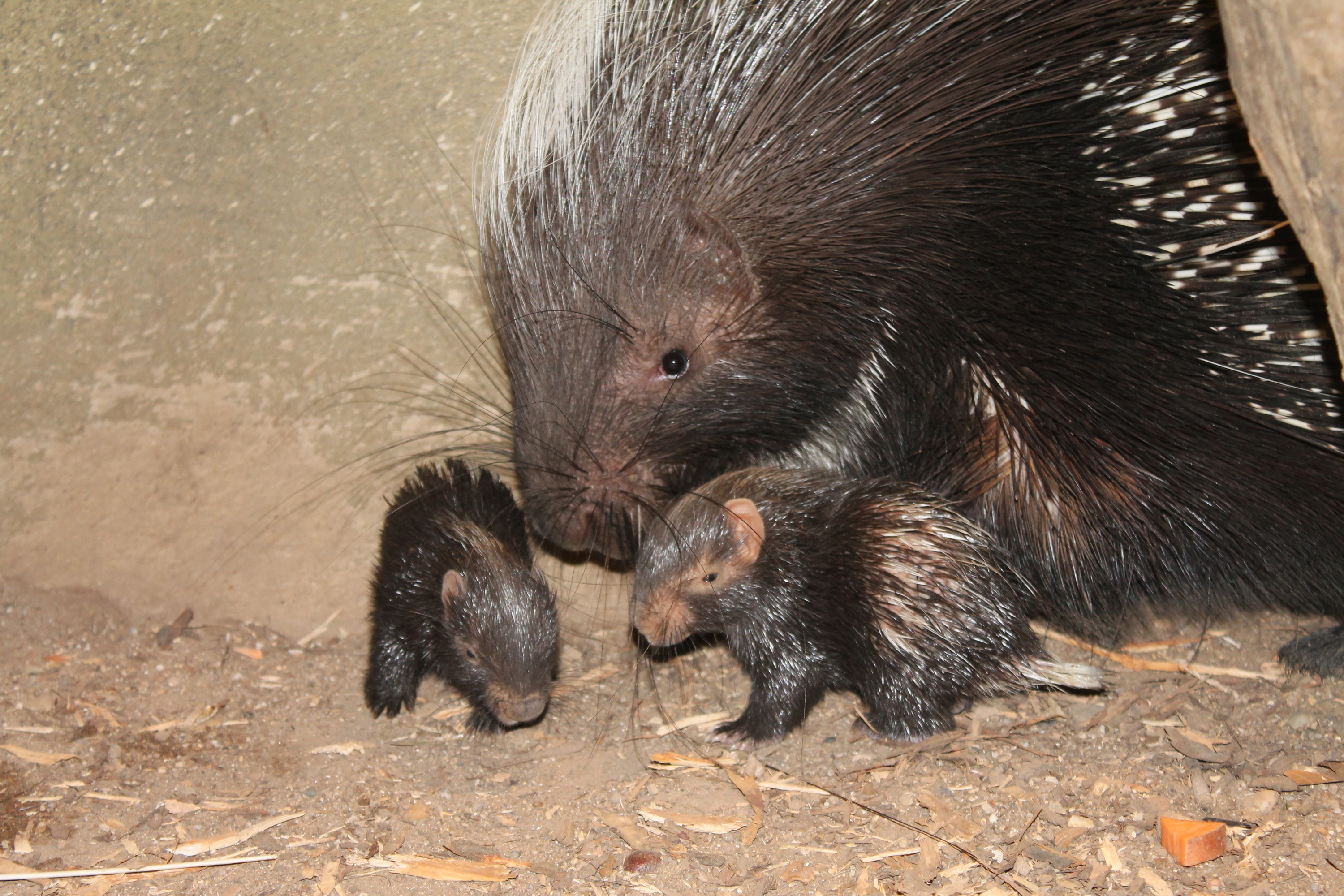 Two adorable baby porcupines have been born at London Zoo