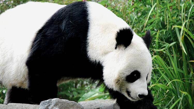 Panda at Edinburgh Zoo