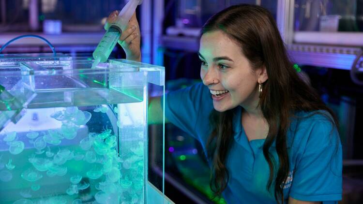 Sea Life Melbourne Penguin Passport A teenager feeding jellyfish with a syringe