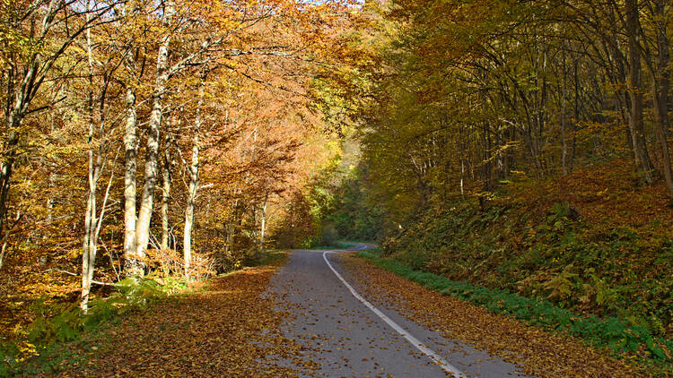 Classic Fall Foliage with Tours4fun | New England