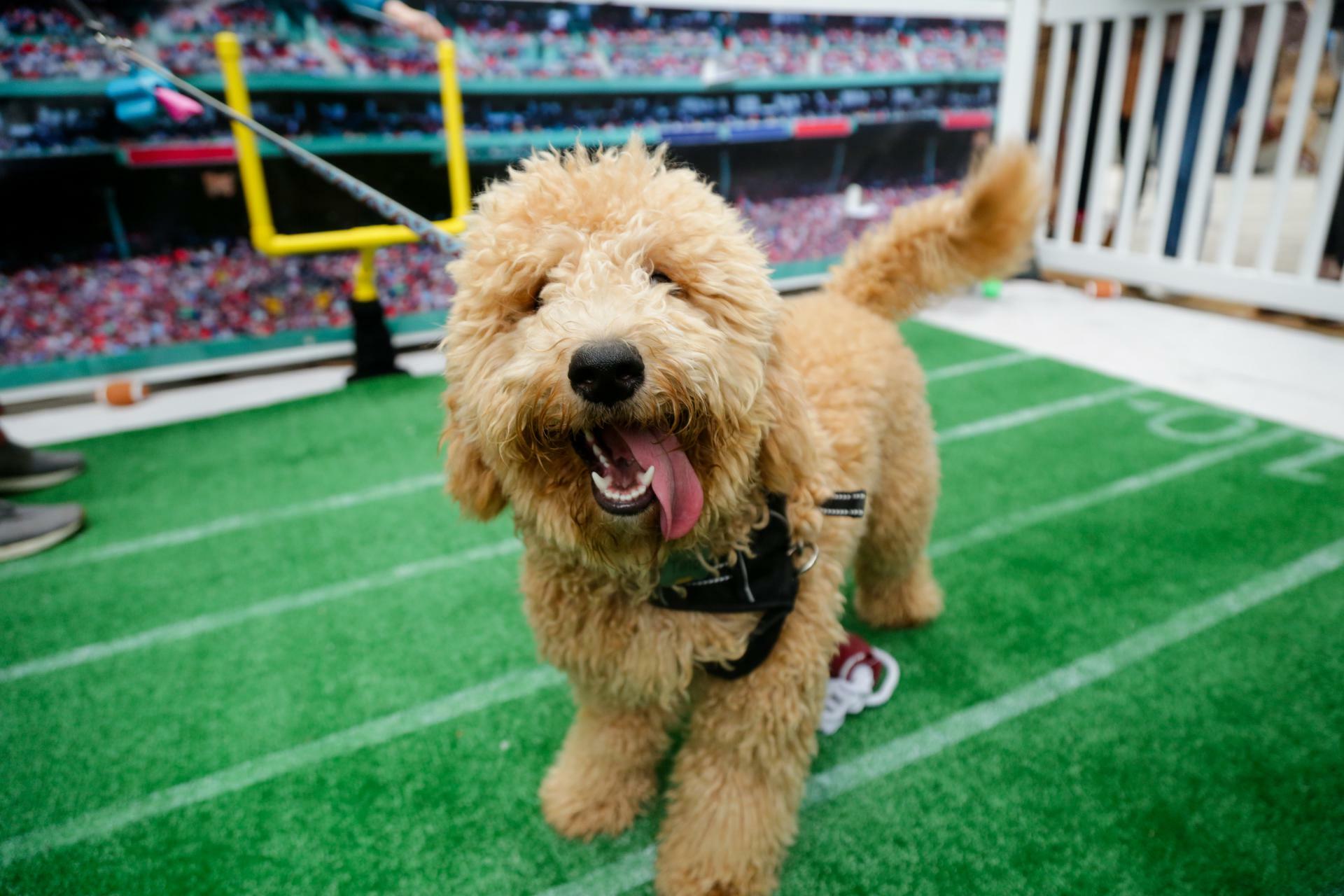 Adoptable New York City pups to go paw to paw in Puppy Bowl XVII