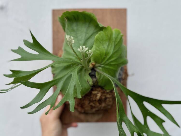 Staghorn Fern Mounting Workshop Staghorn Fern Mounting Workshop