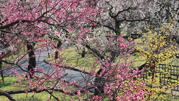 Jindai Botanical Garden