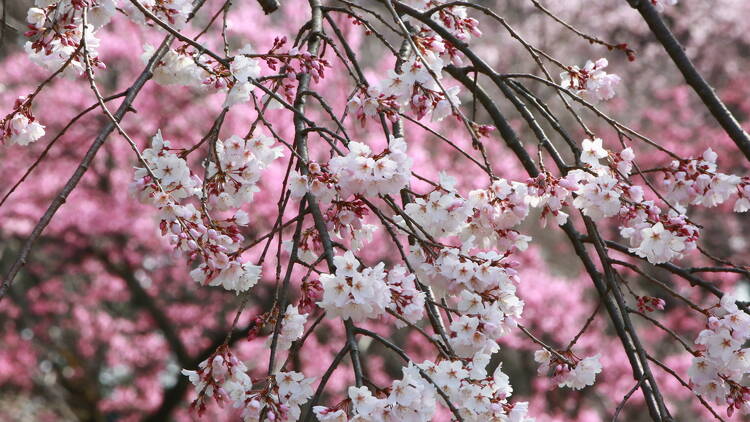 Jindai Botanical Gardens