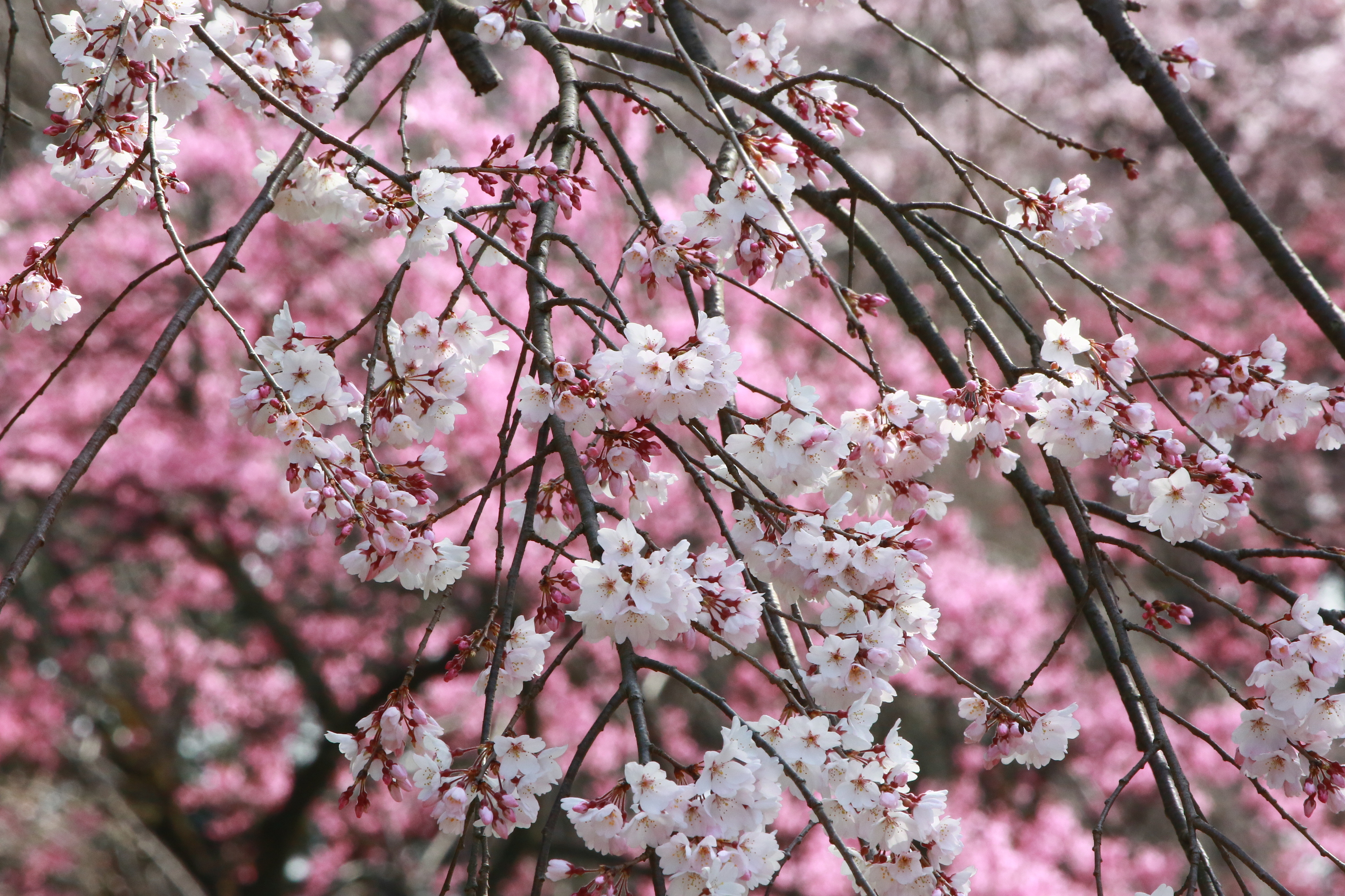 【期間限定】ツイスト式ボールペン（樹種:神代桜） 期間限定】ツイスト式ボールペン（樹種:神代桜）の通販 by ハンナ's