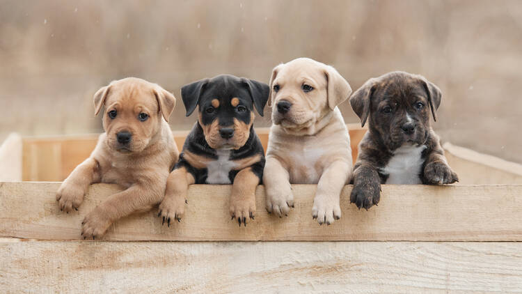 Four puppies