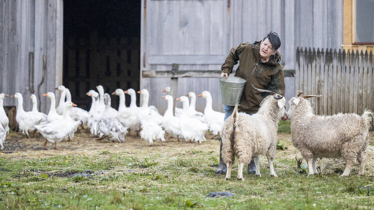 Annie Smithers stands in a paddock feeling two rams and there is a flock of geese behind her