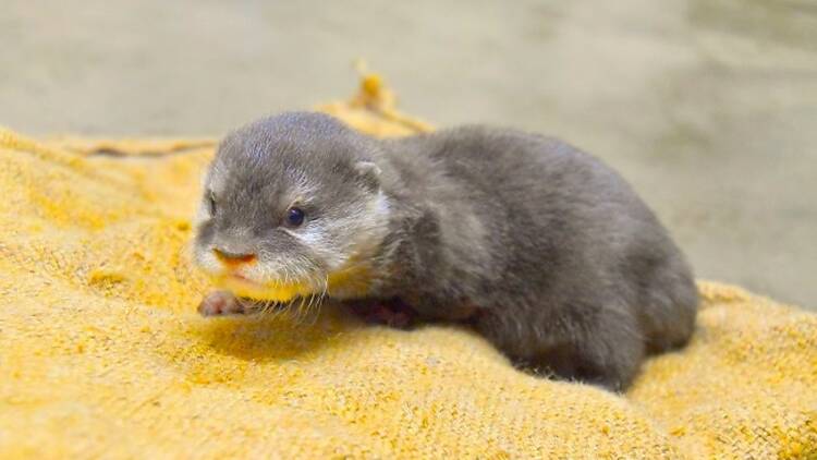 コツメカワウソの赤ちゃん