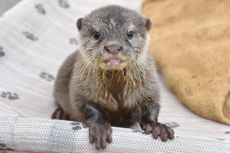 コツメカワウソの赤ちゃん