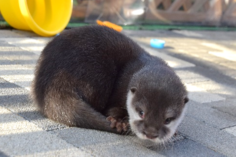 コツメカワウソの赤ちゃん