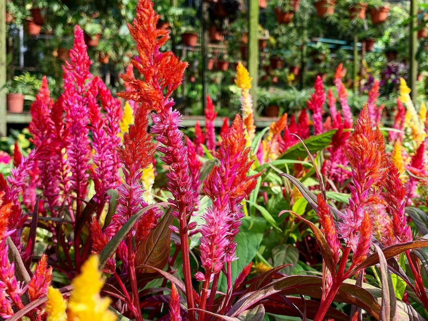 The Best Flower Markets And Flower Shops In Singapore