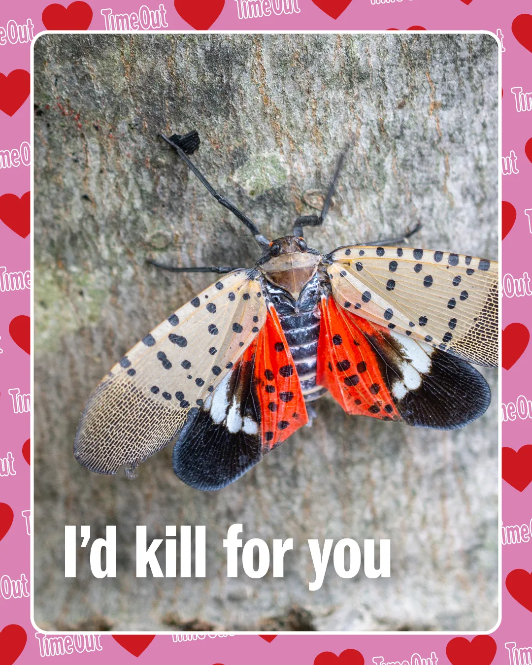 An NYC Valentine card with a photo of a spotted lanternfly reading "I'd kill for you."