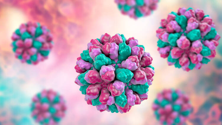 Norovirus