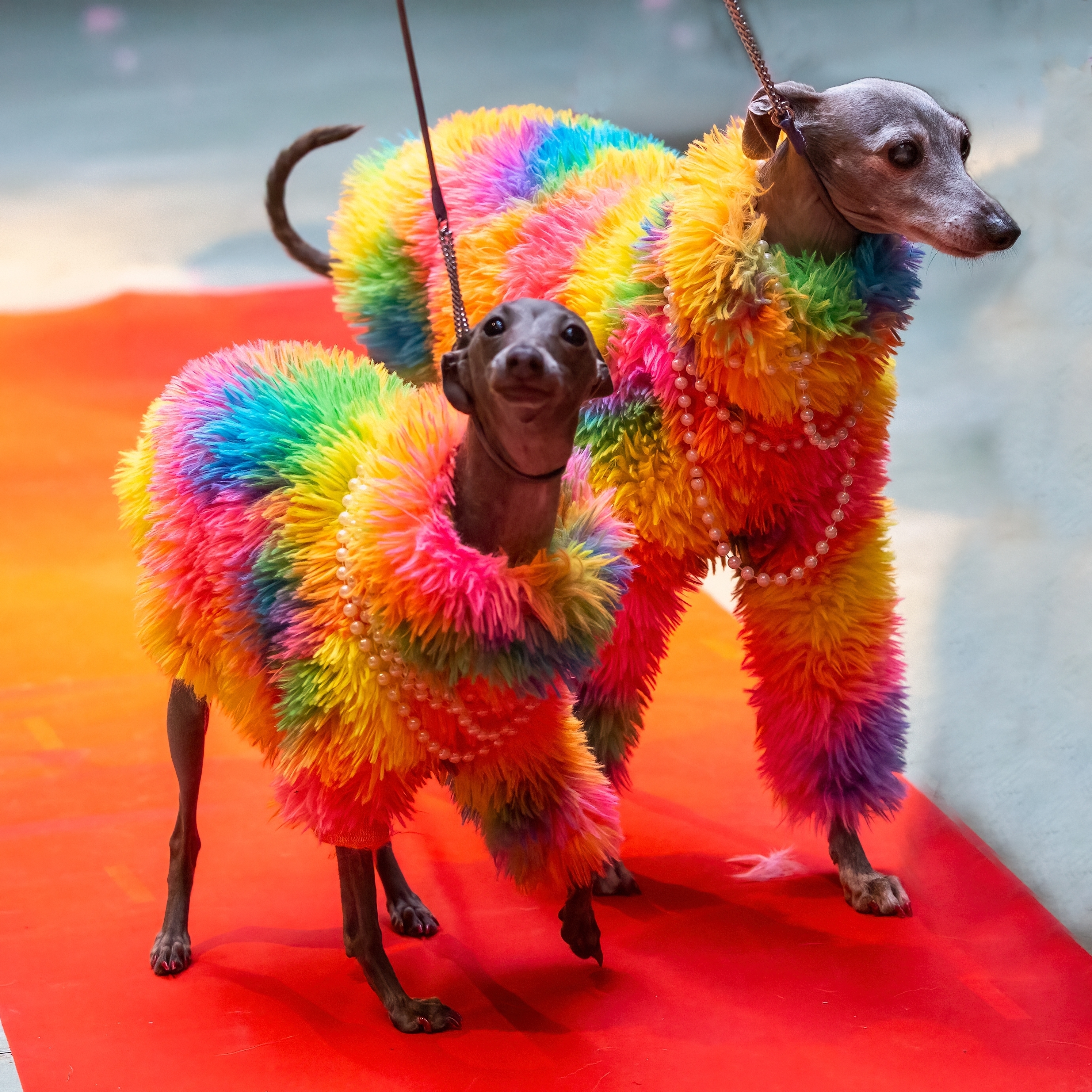 Dog drag show in Dalston