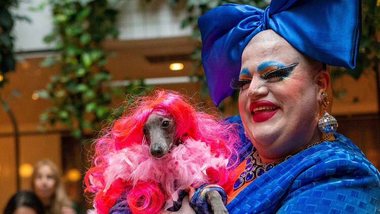 Shar Cooterie at dog drag show