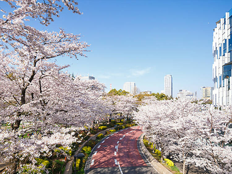 Midtown Blossom