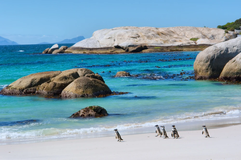 Boulders Beach, Cape Town