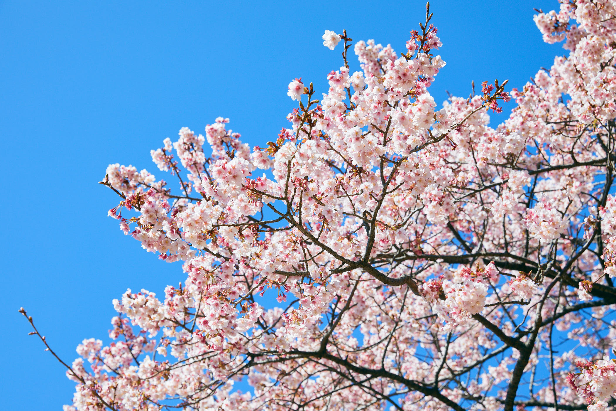 Photo of the Day -新宿御苑で早咲き桜を楽しむ