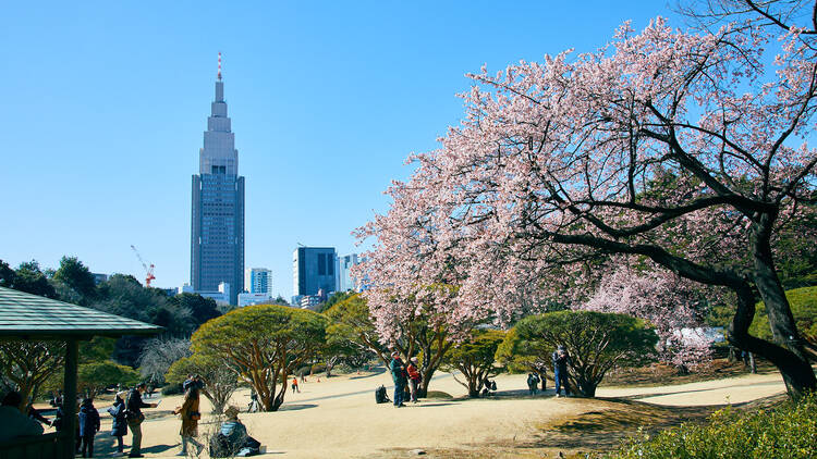 Shinjuku Gyoen winter sakura