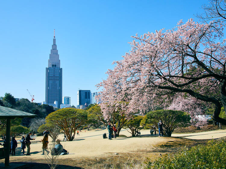 Shinjuku Gyoen winter sakura