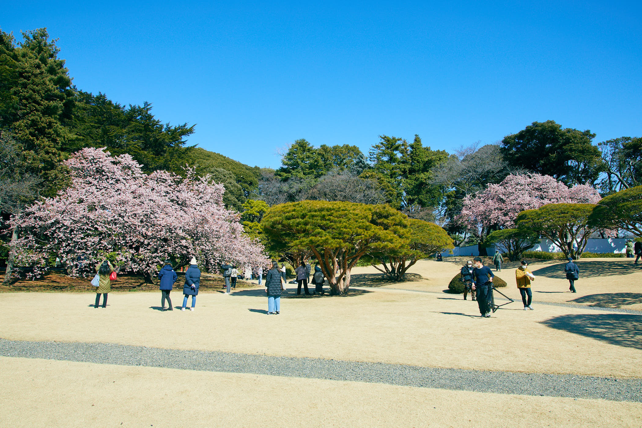 Winter cherry blossoms are now in full bloom at Shinjuku Gyoen in Tokyo